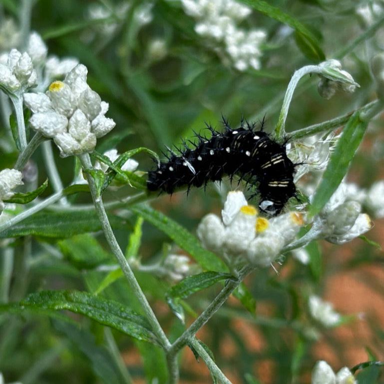 Anaphalis margaritacea