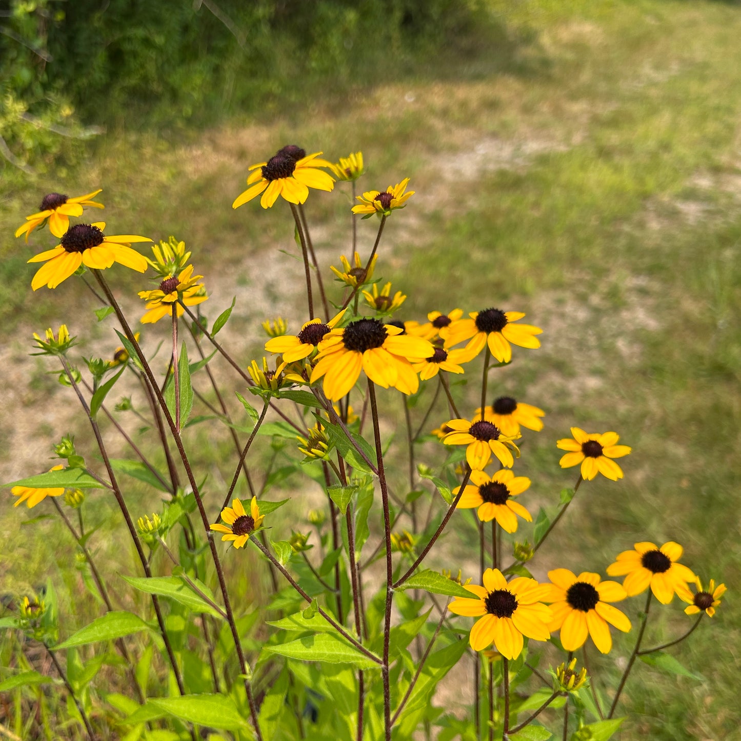 Rudbeckia triloba