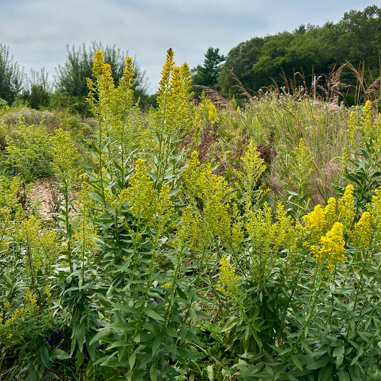 Solidago speciosa