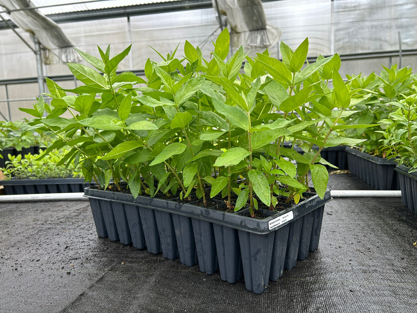 Asclepias incarnata