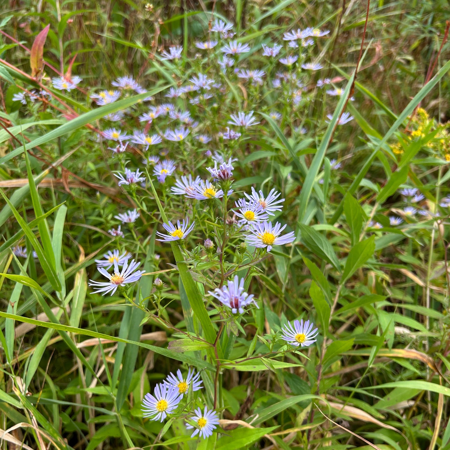 Symphyotrichum novi-belgii