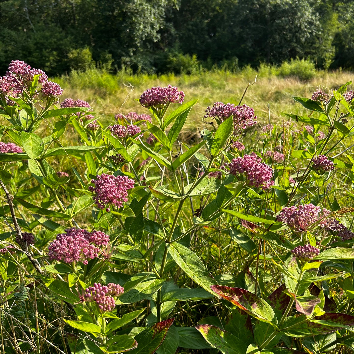 Asclepias incarnata