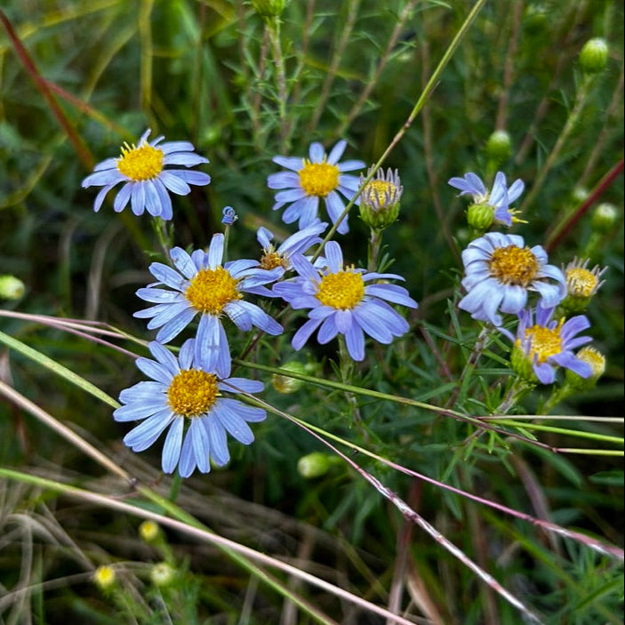 Ionactis linariifolia