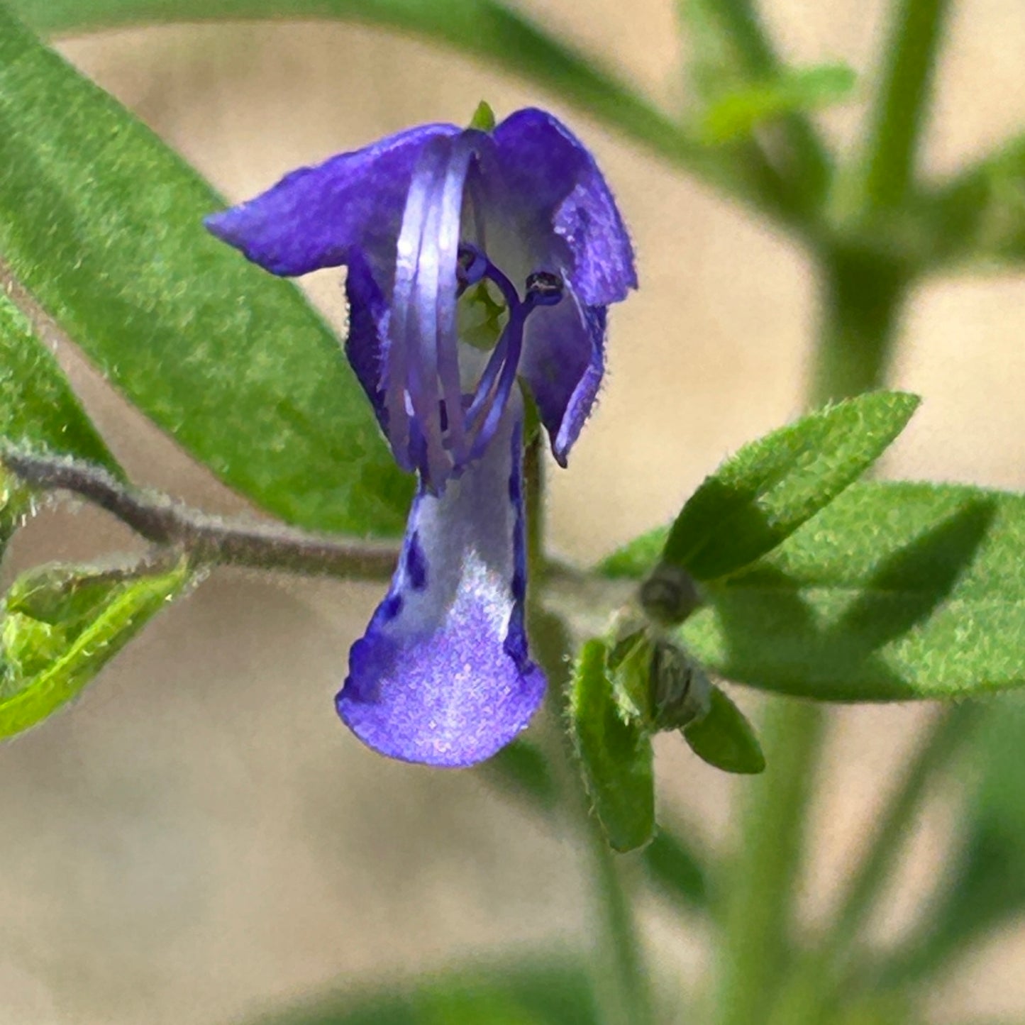 Trichostema dichotomum