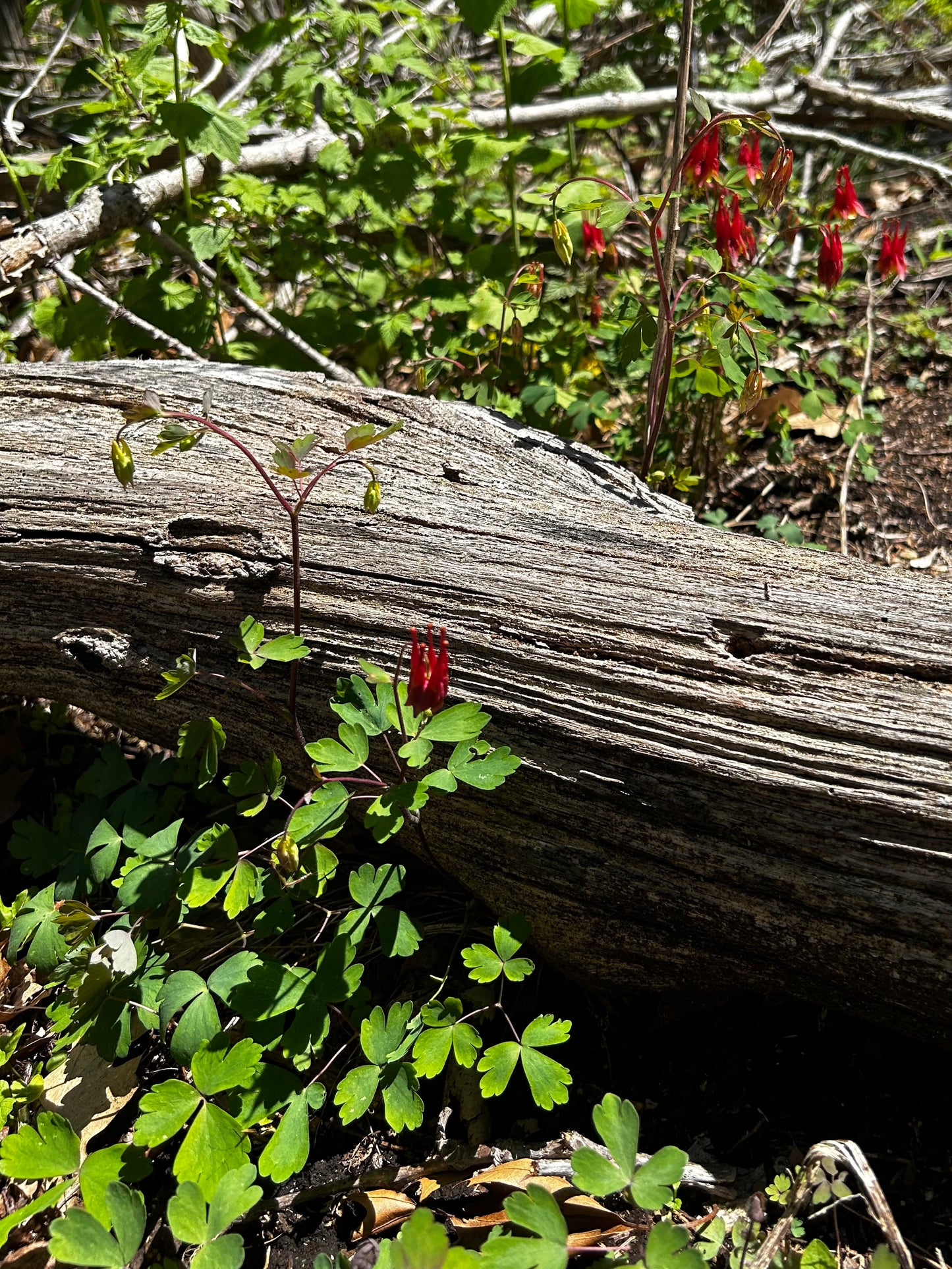 Aquilegia canadensis