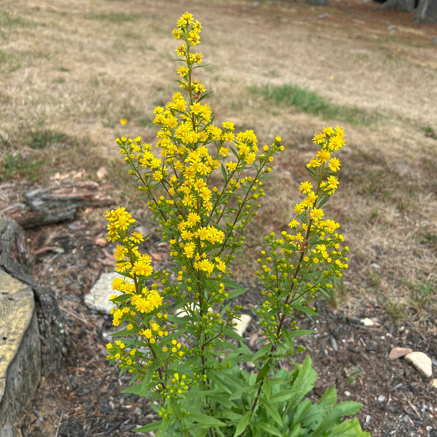 Solidago puberula