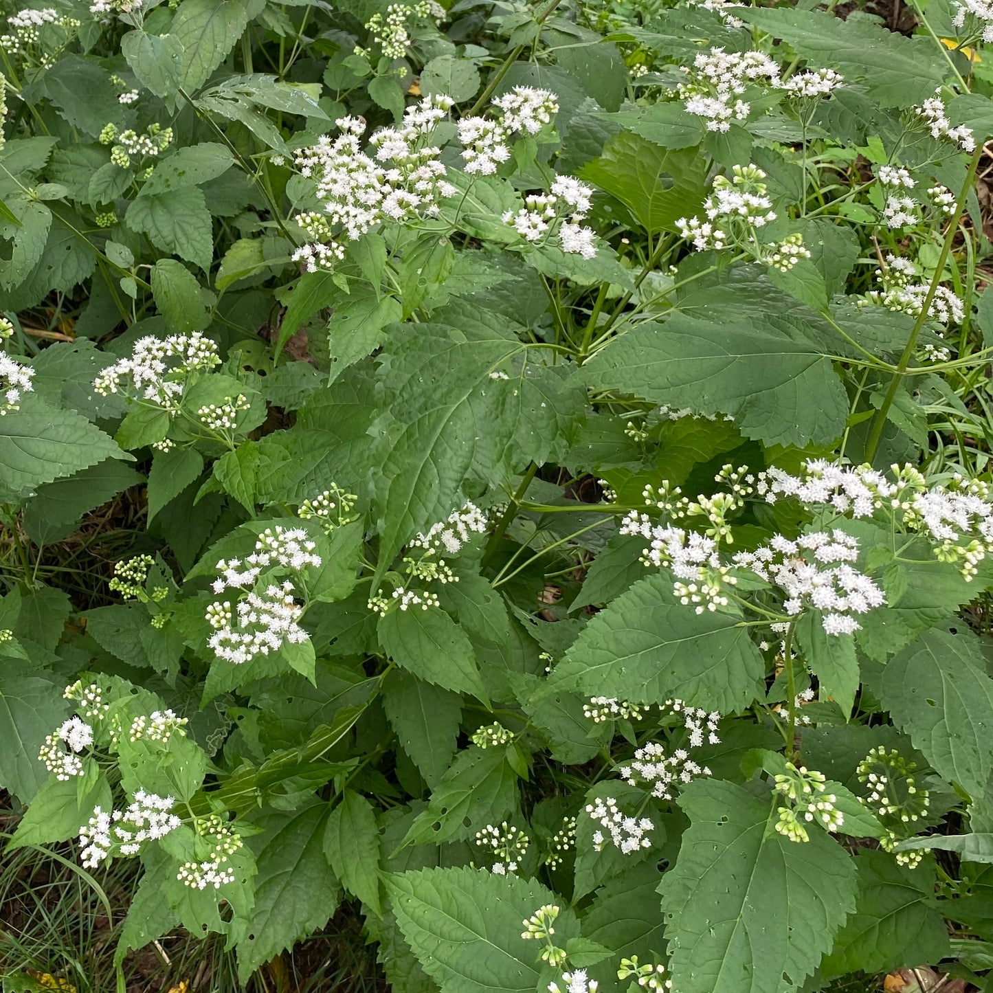 Ageratina altissima