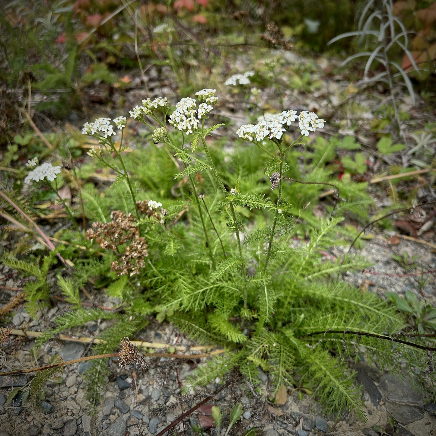 Achillea millefolium