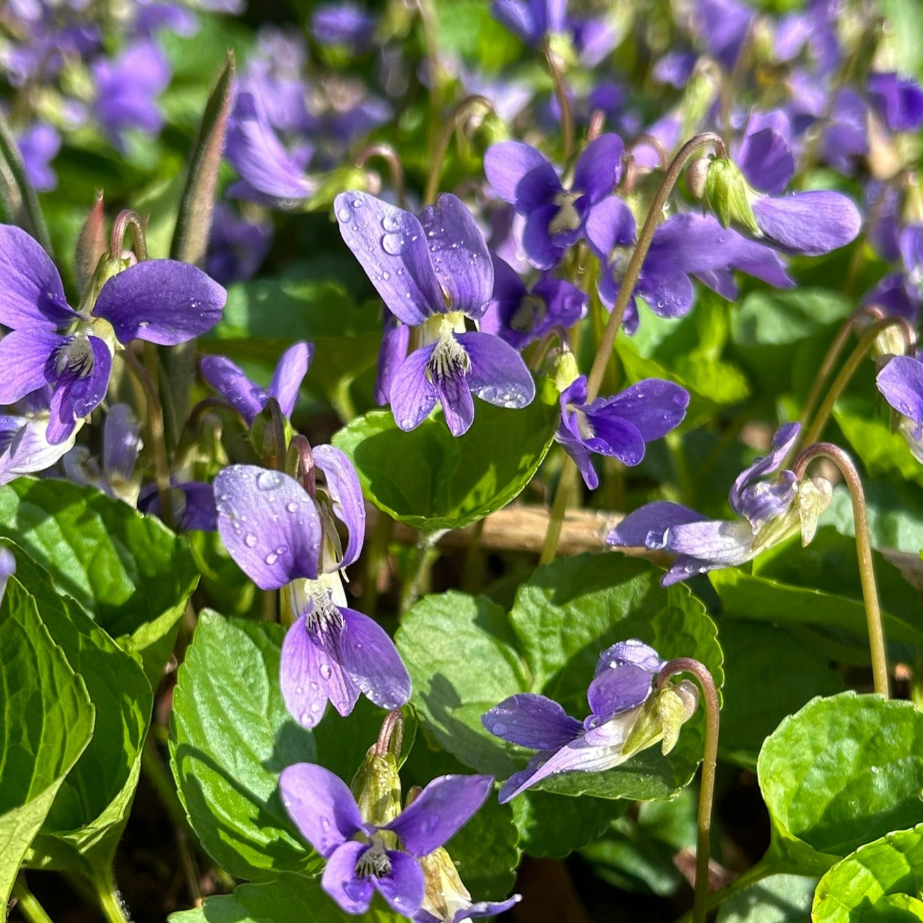 Viola sororia