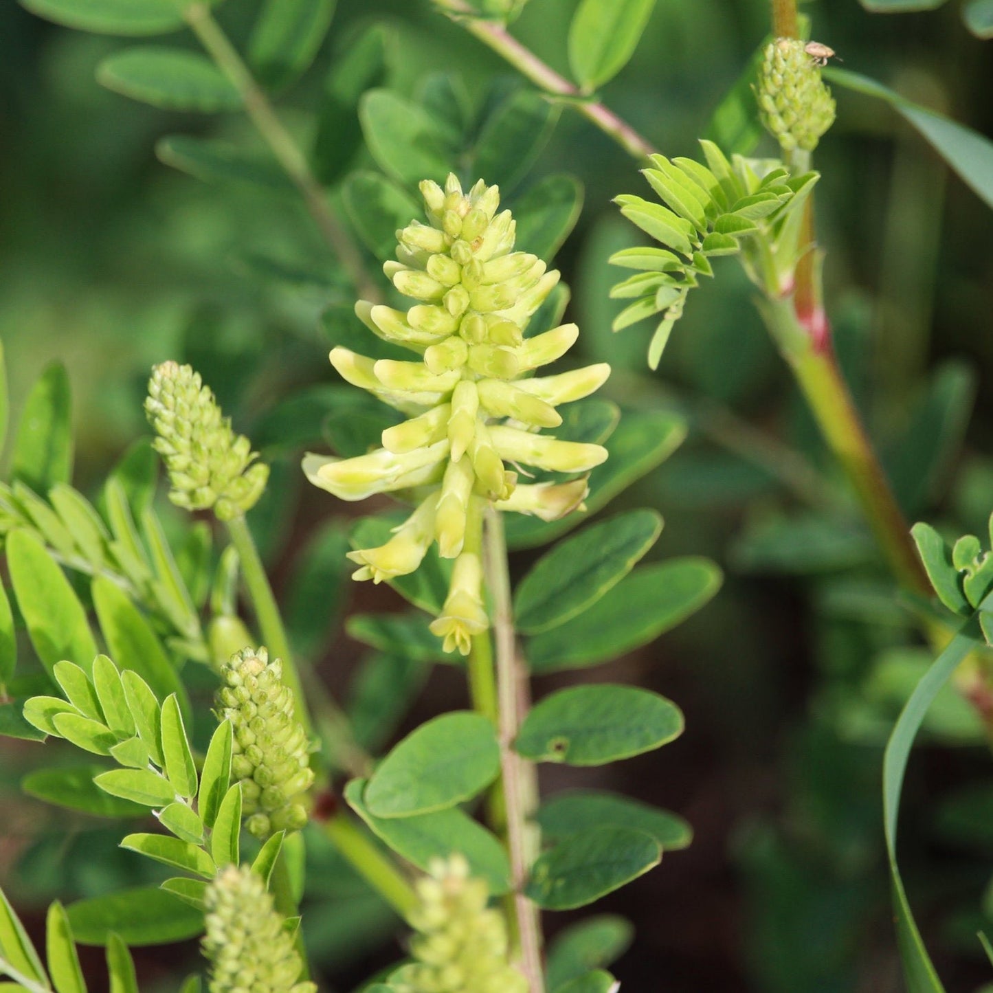 Astragalus canadensis