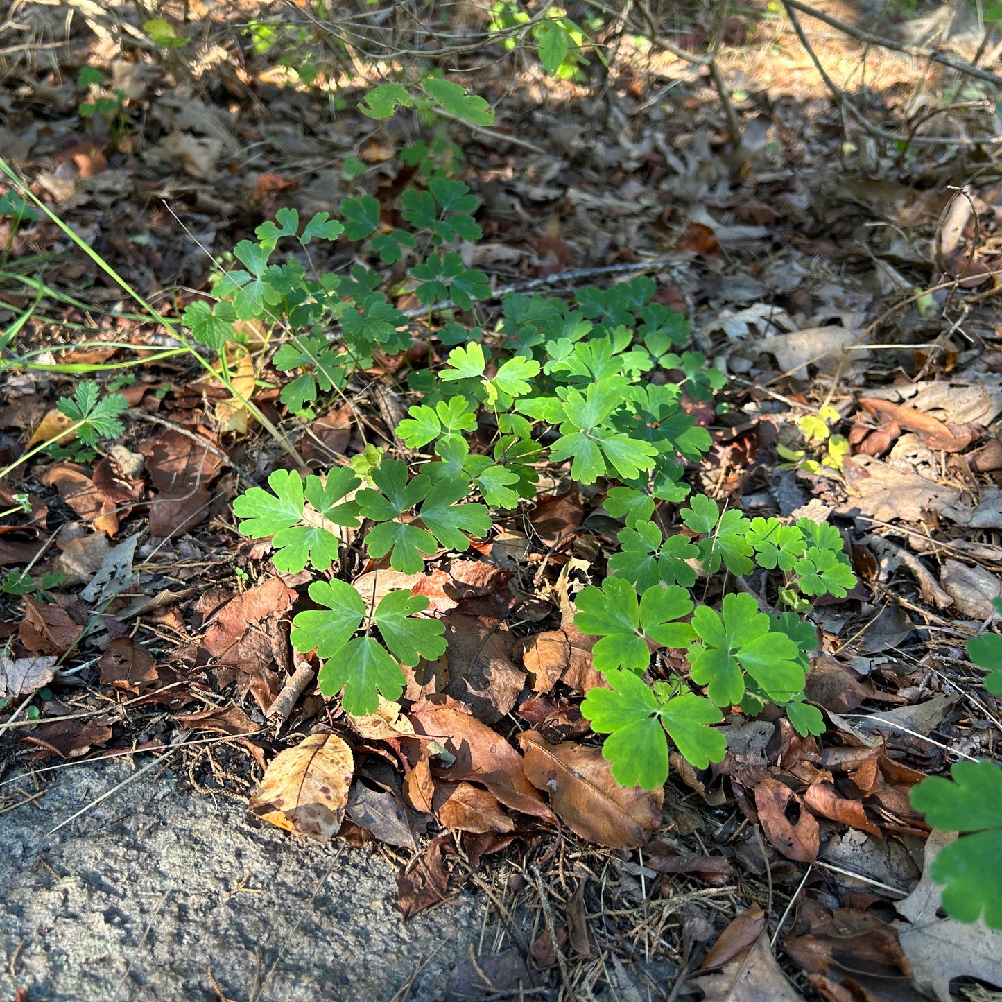 Aquilegia canadensis