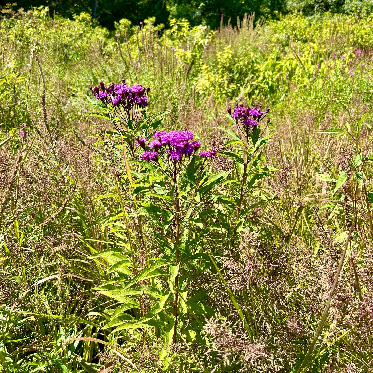 Vernonia noveboracensis