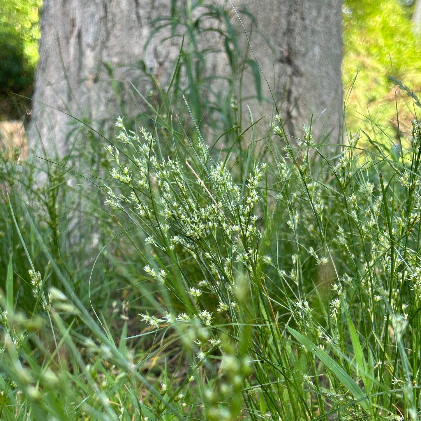 Juncus tenuis