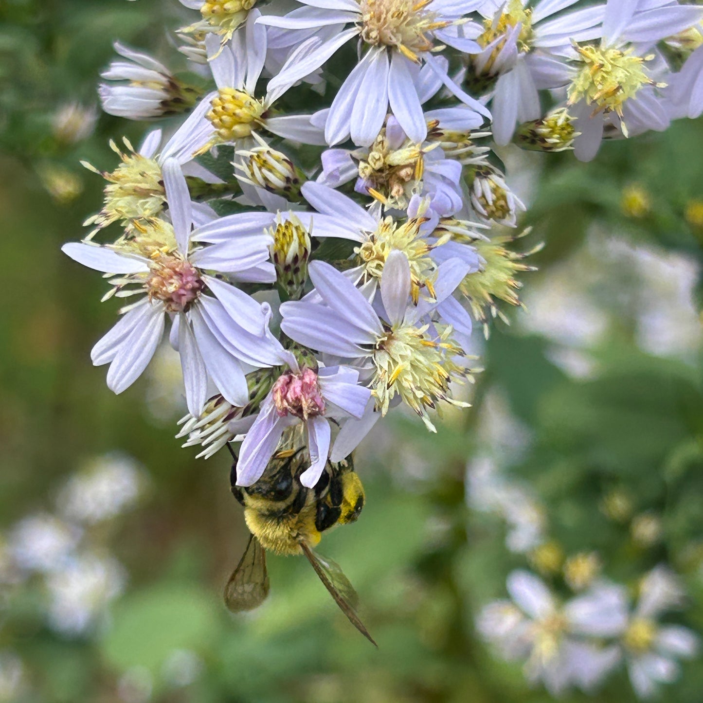 Symphyotrichum cordifolium