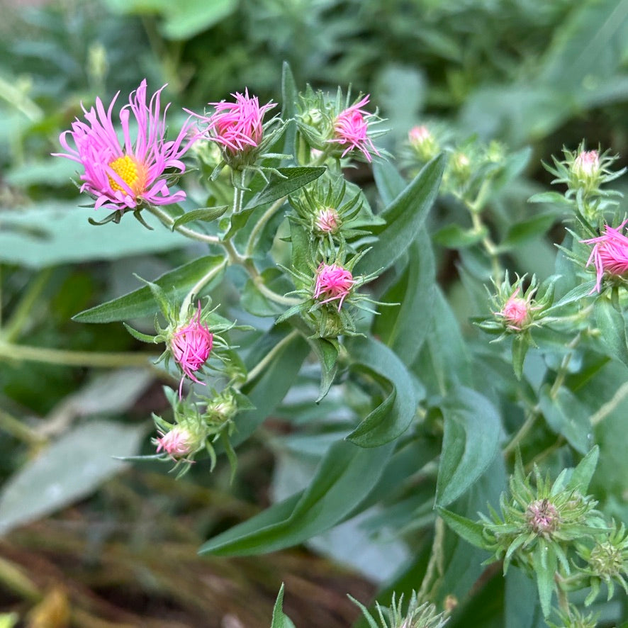 Symphyotrichum novae-angliae