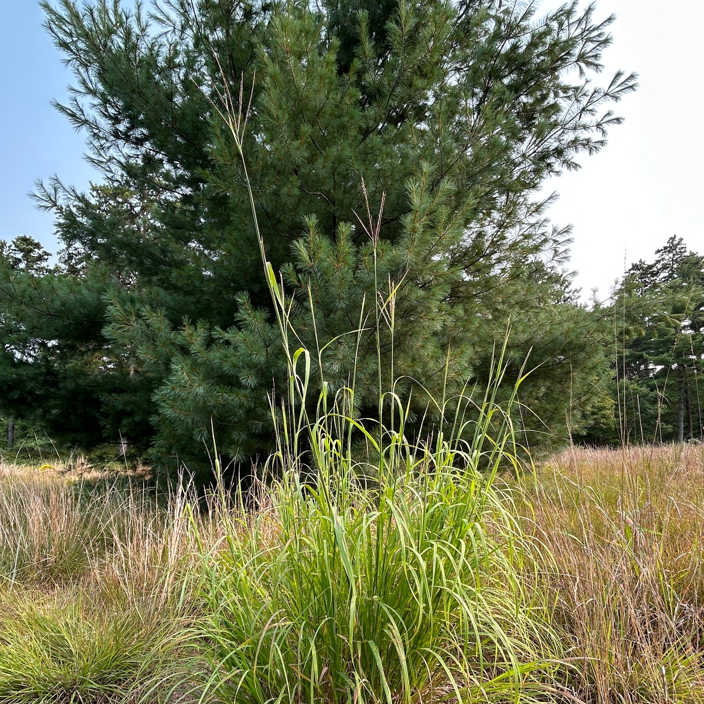 Andropogon gerardii