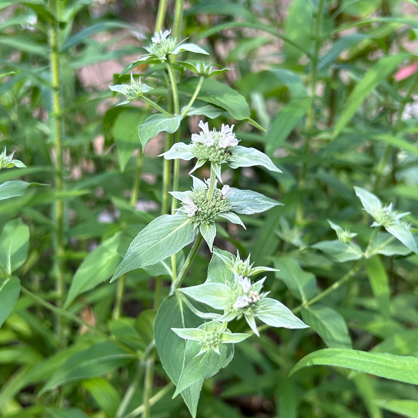 Pycnanthemum muticum
