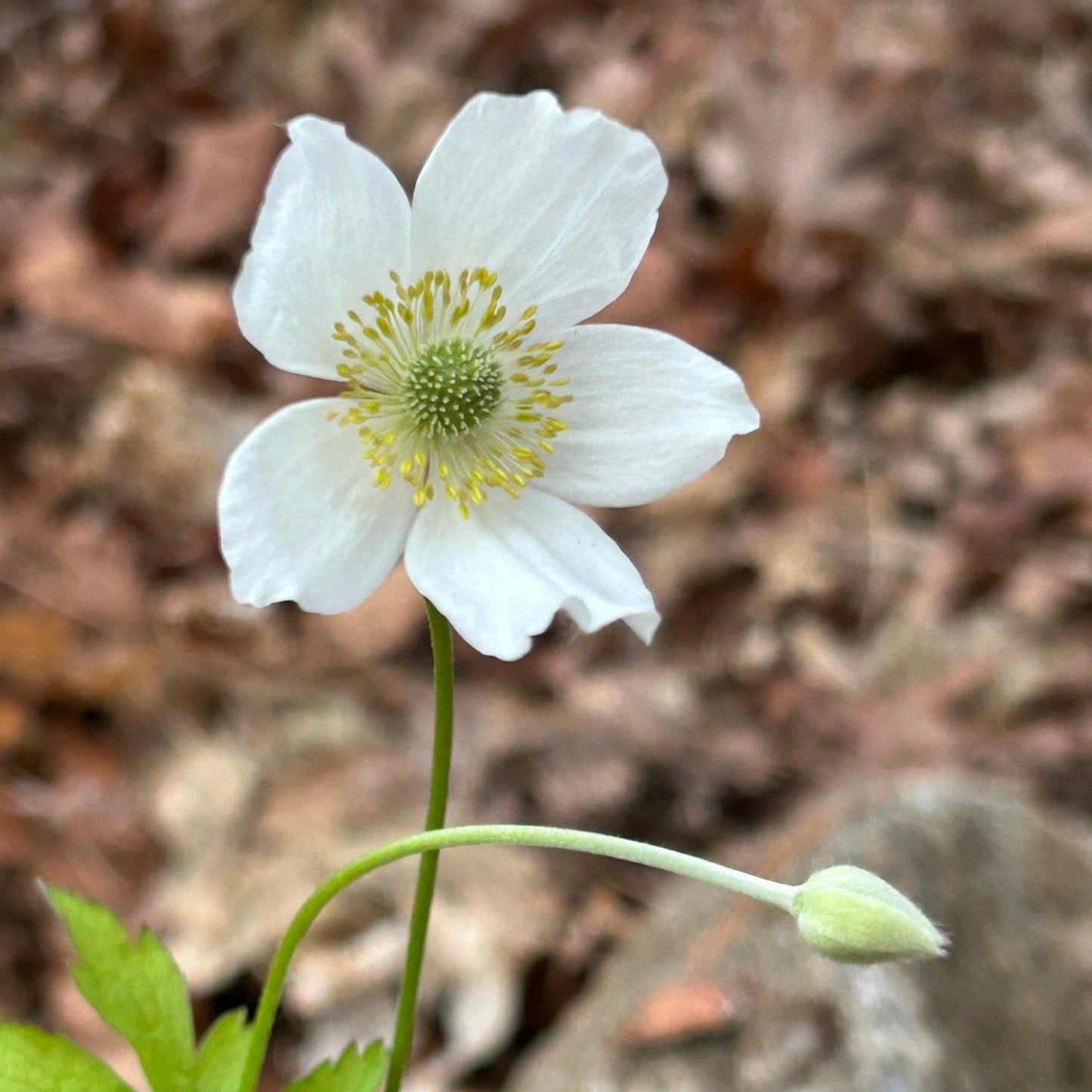 Anemone virginiana