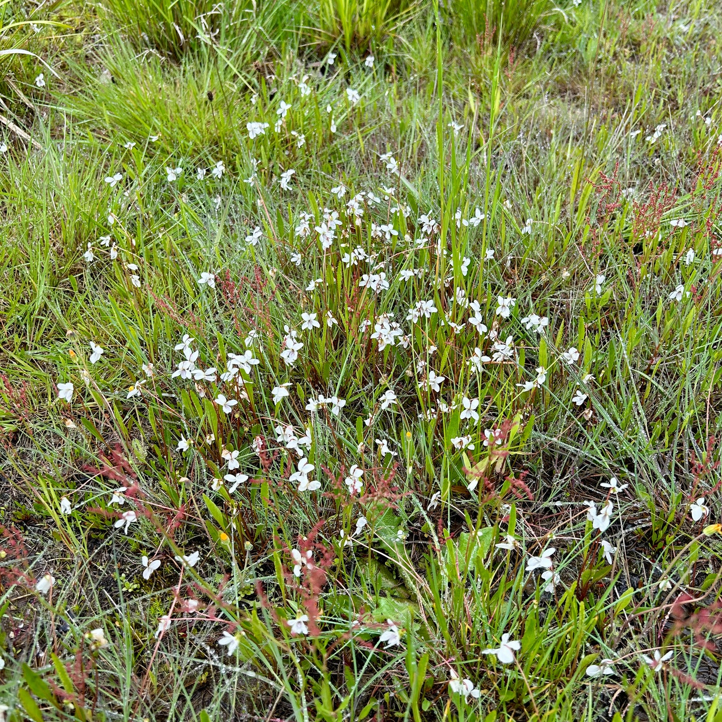 Viola lanceolata