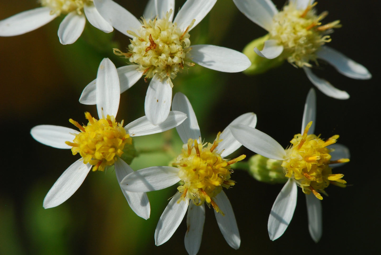 Doellingeria umbellata