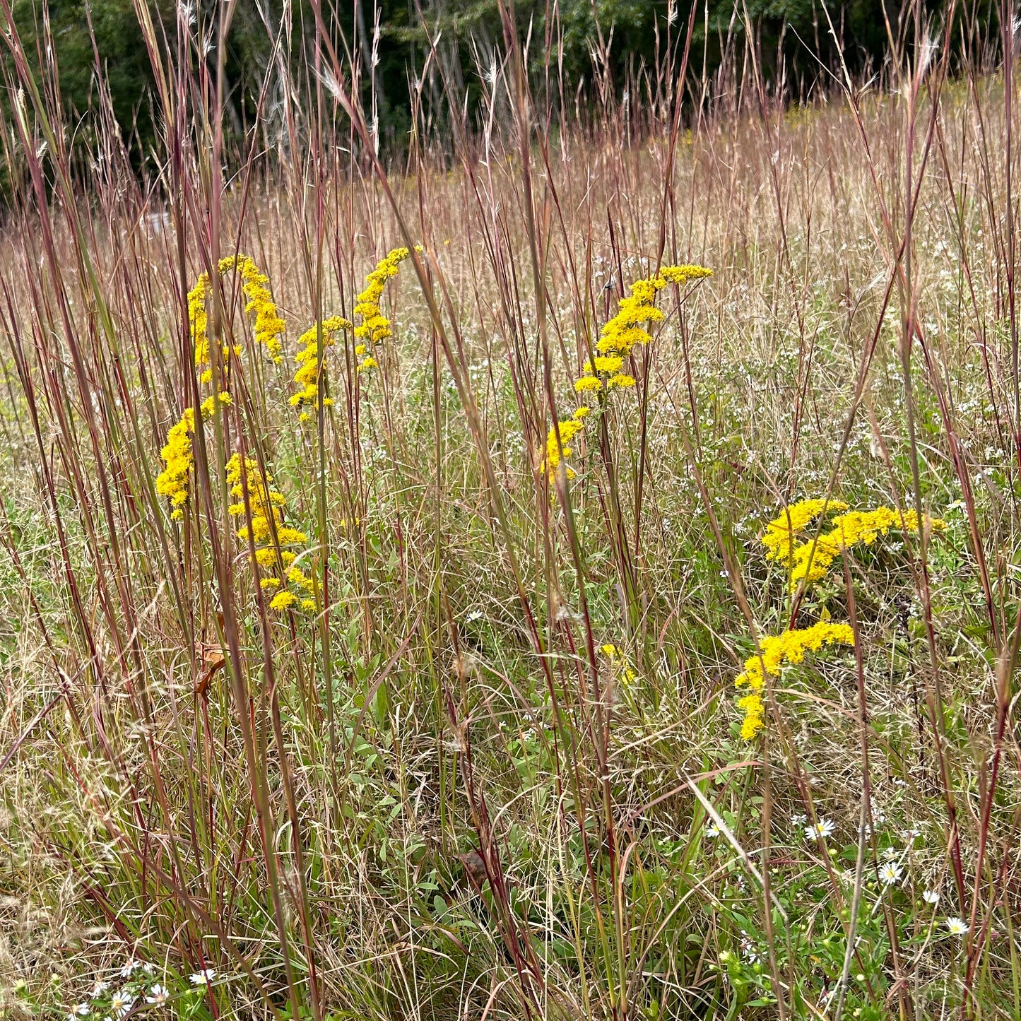 Solidago nemoralis ssp. nemoralis