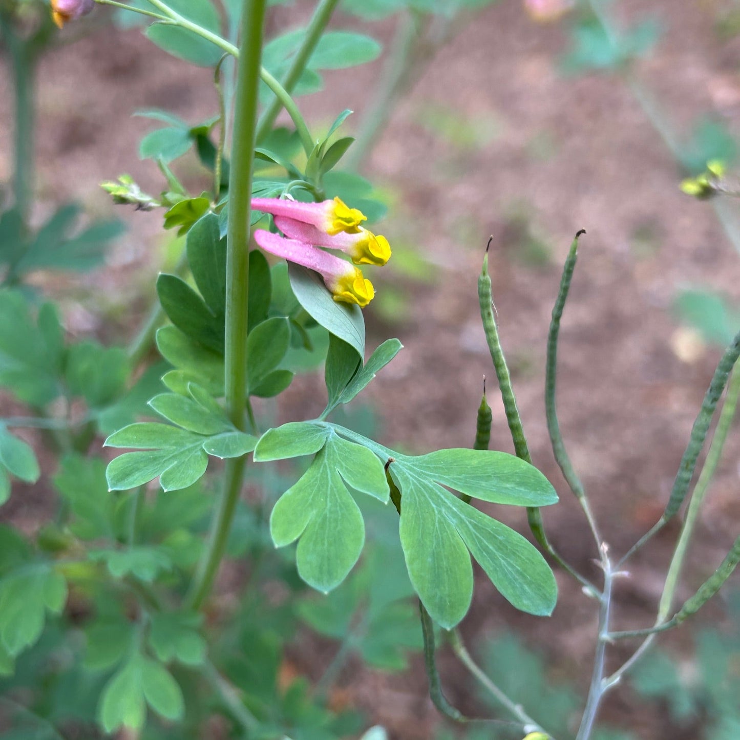Capnoides sempervirens