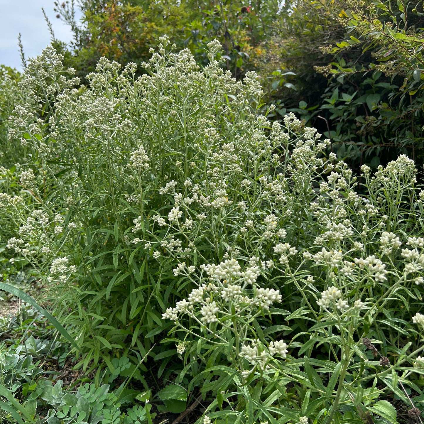 Pseudognaphalium obtusifolium