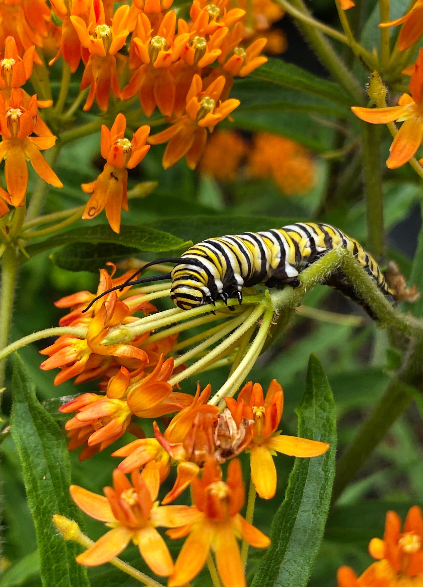 Asclepias tuberosa