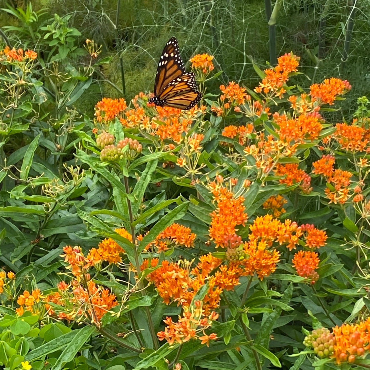 Asclepias tuberosa