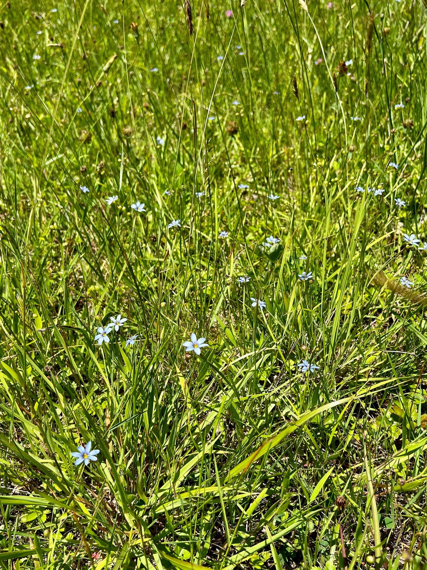 Sisyrinchium angustifolium