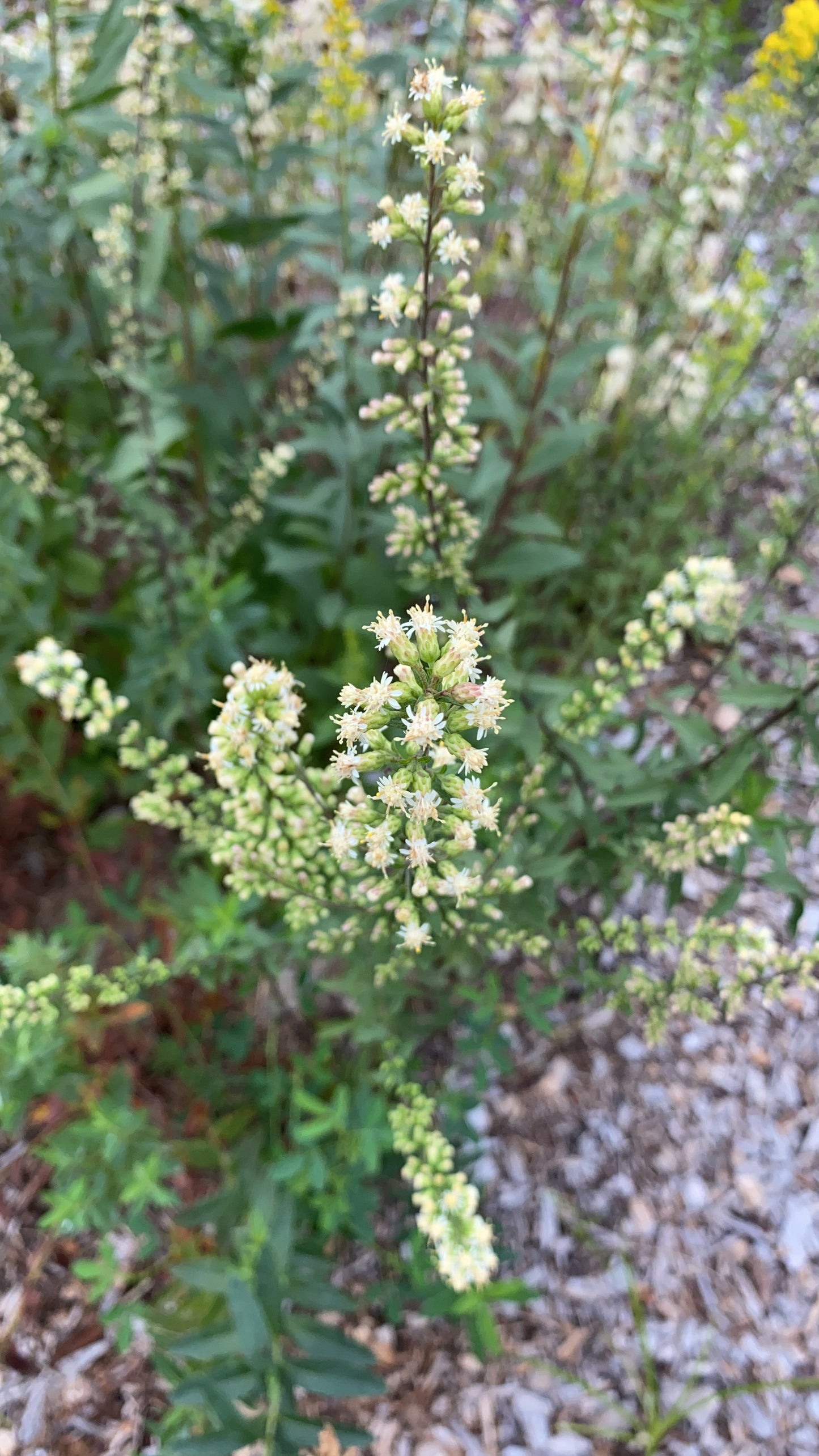 Solidago bicolor - white goldenrod