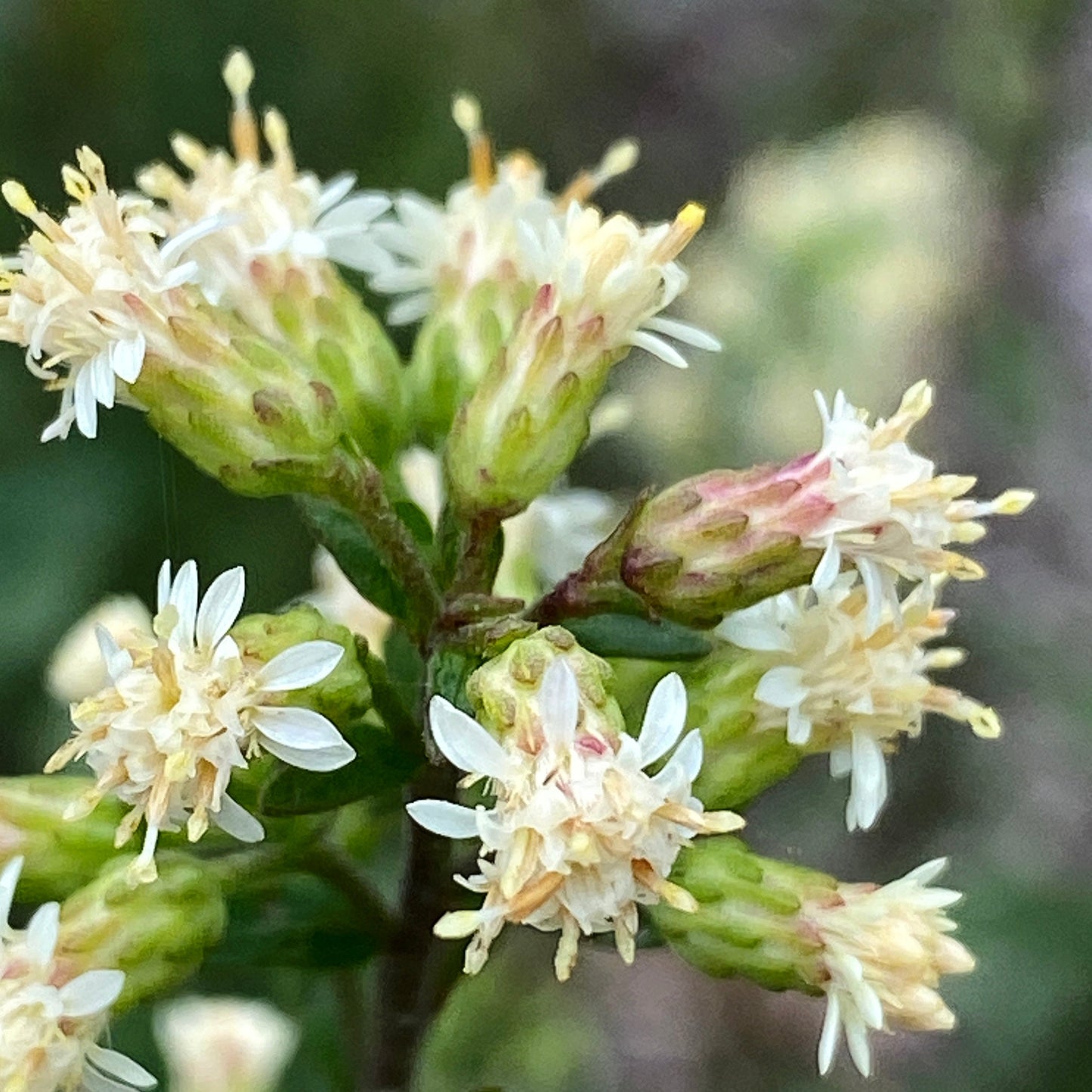 Solidago bicolor - white goldenrod