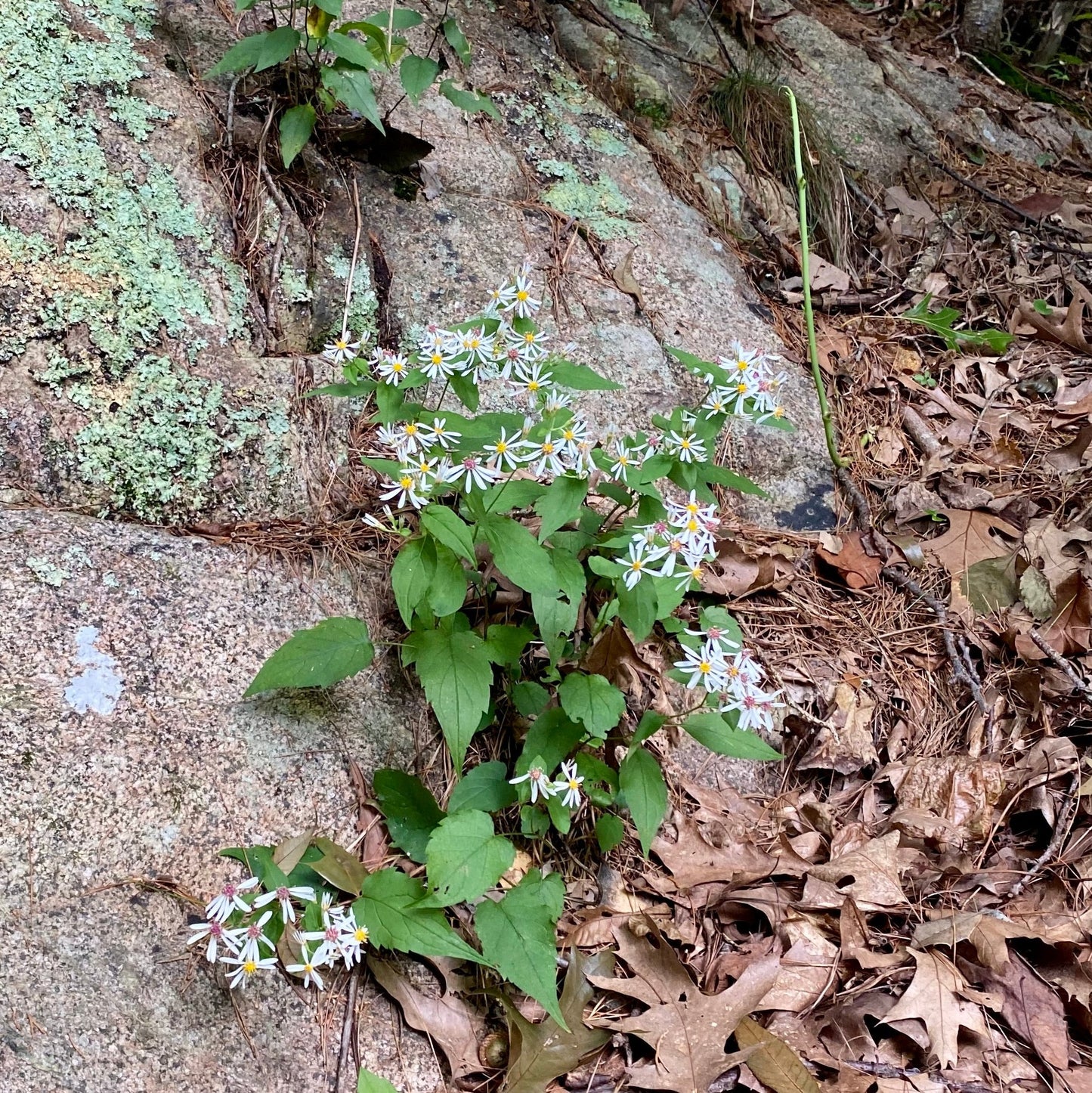 Eurybia divaricata