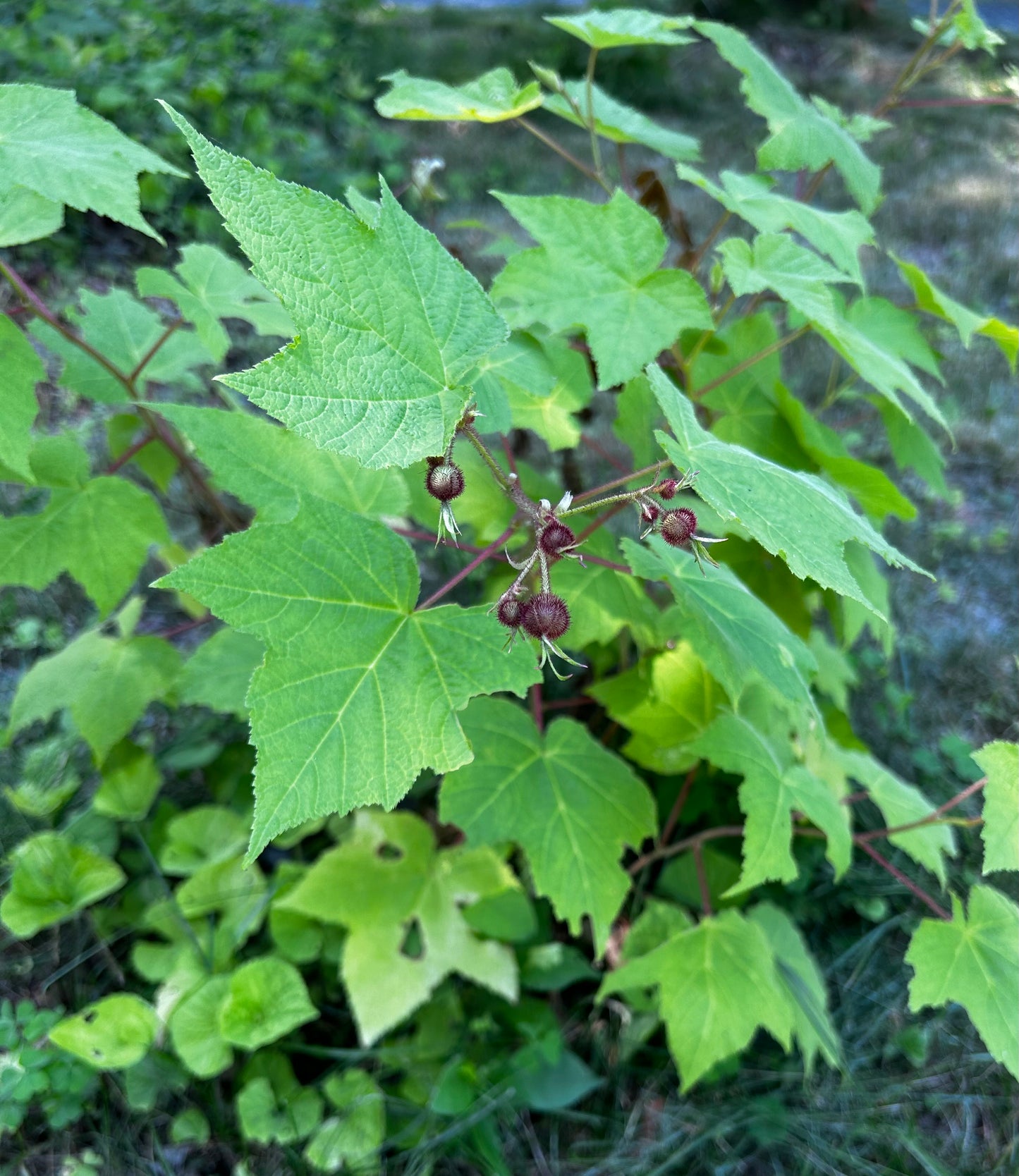 Rubus odoratus - flowering raspberry
