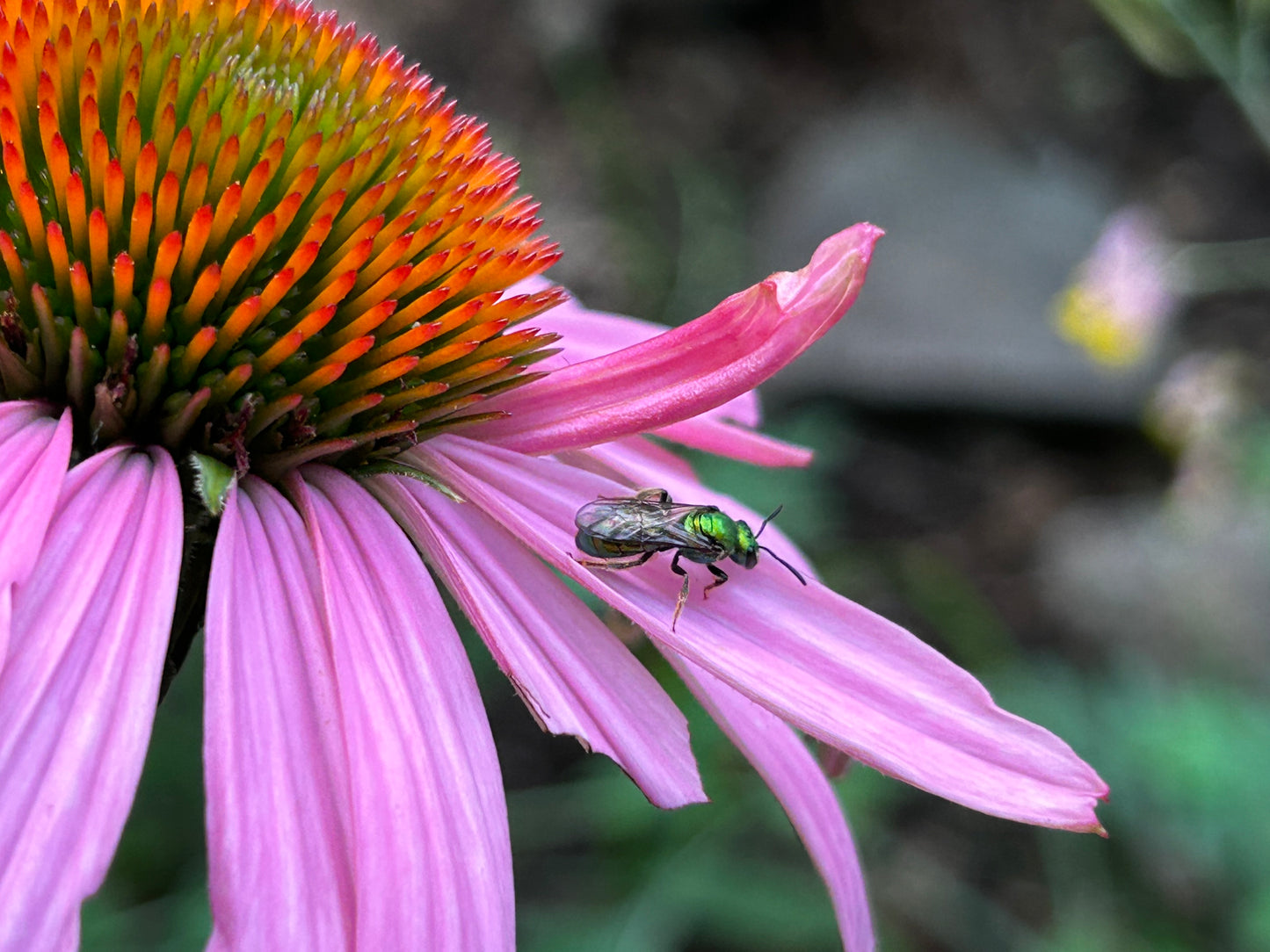 Echinacea purpurea