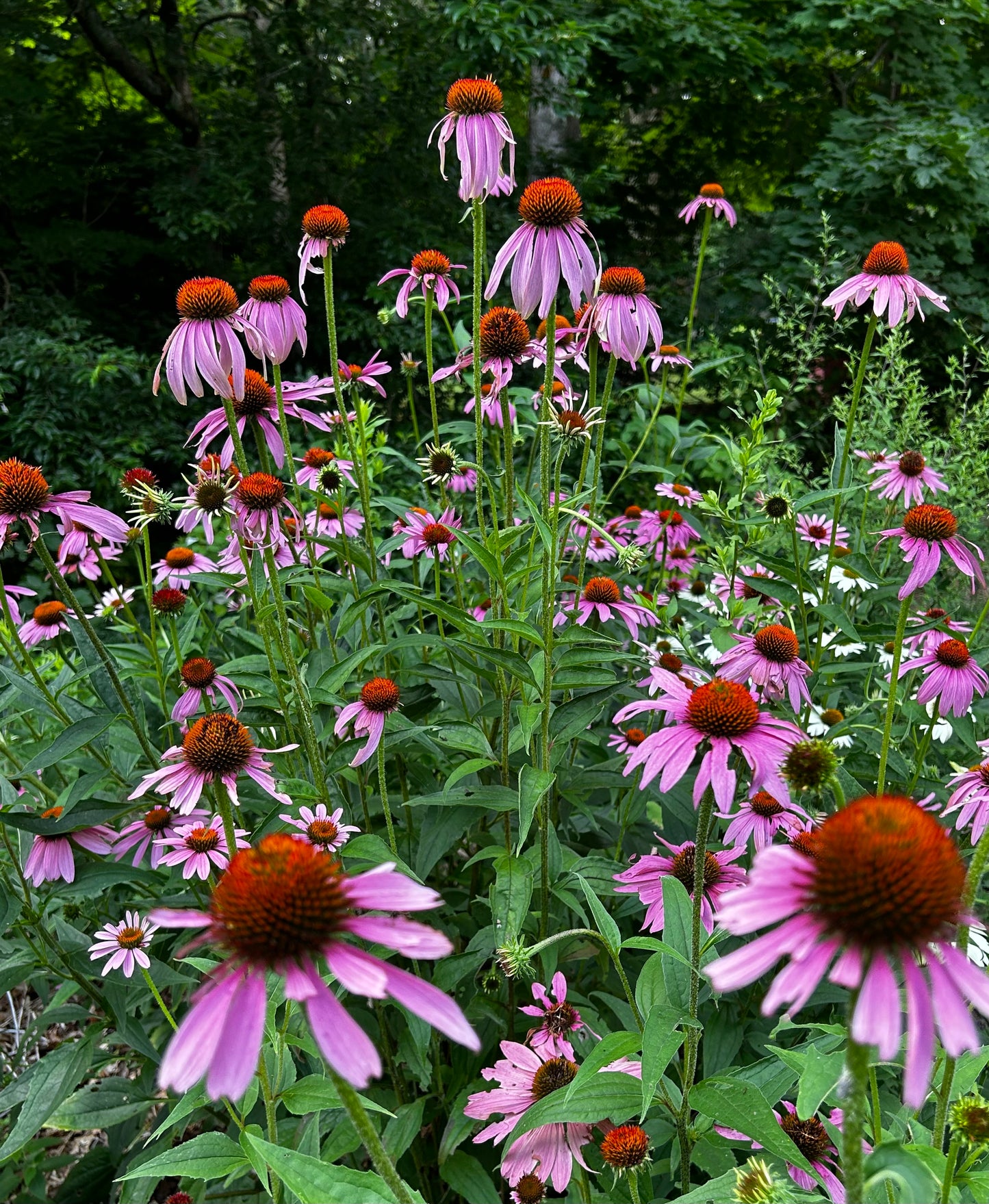 Echinacea purpurea