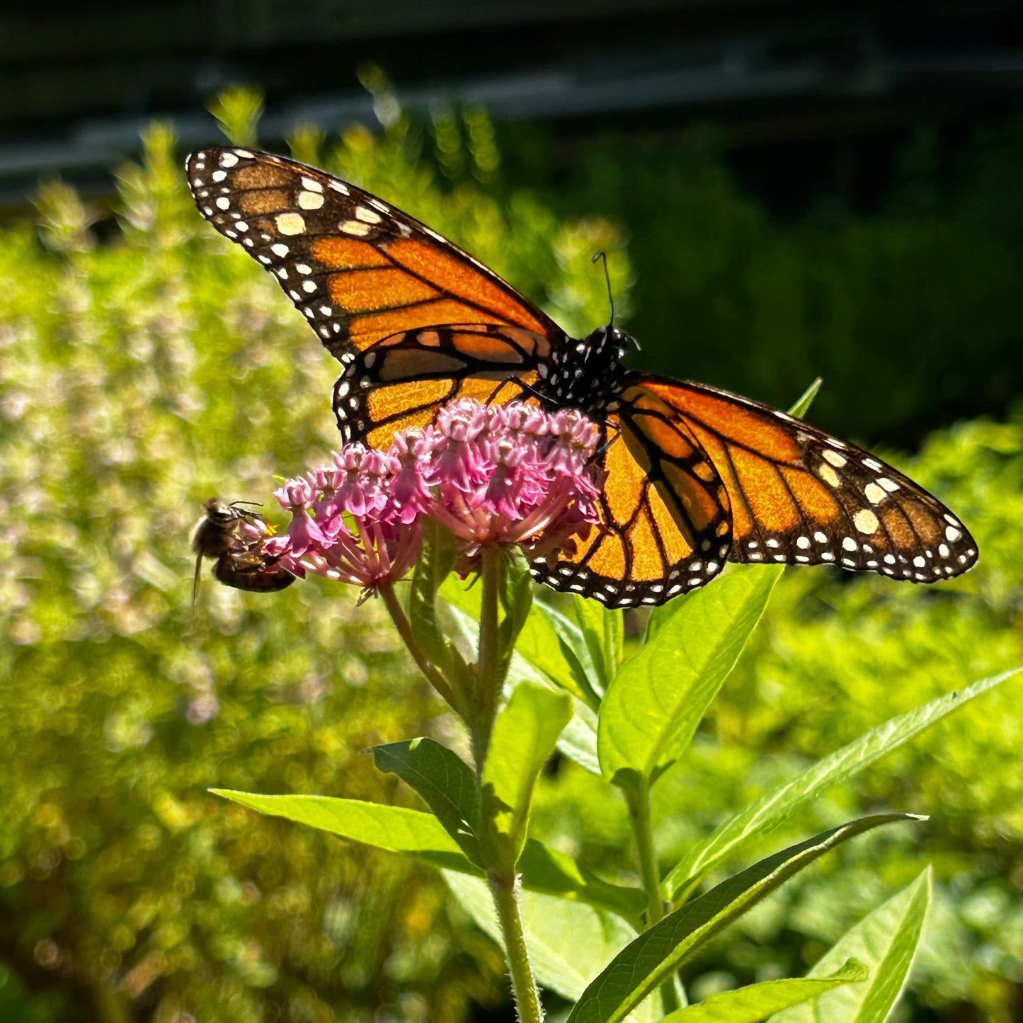 Asclepias incarnata