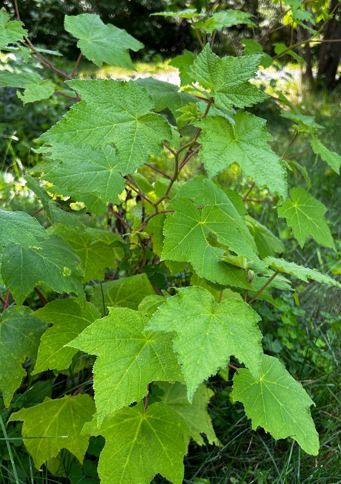 Rubus odoratus - flowering raspberry
