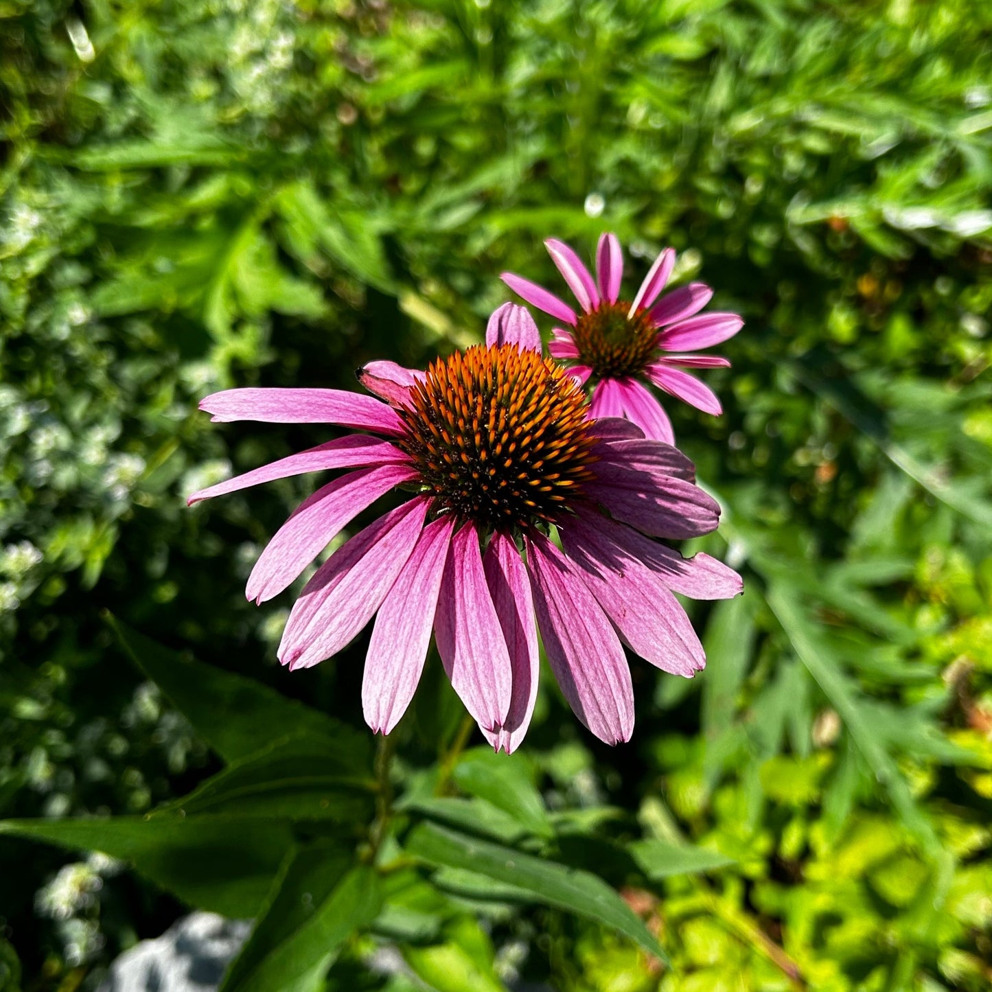 Echinacea purpurea