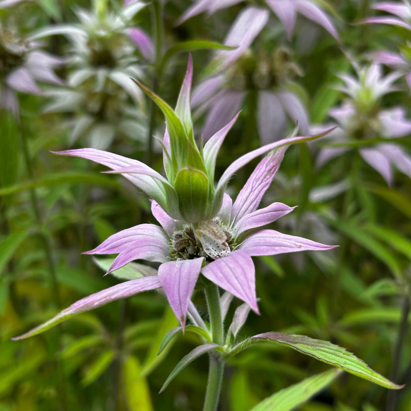 Monarda punctata