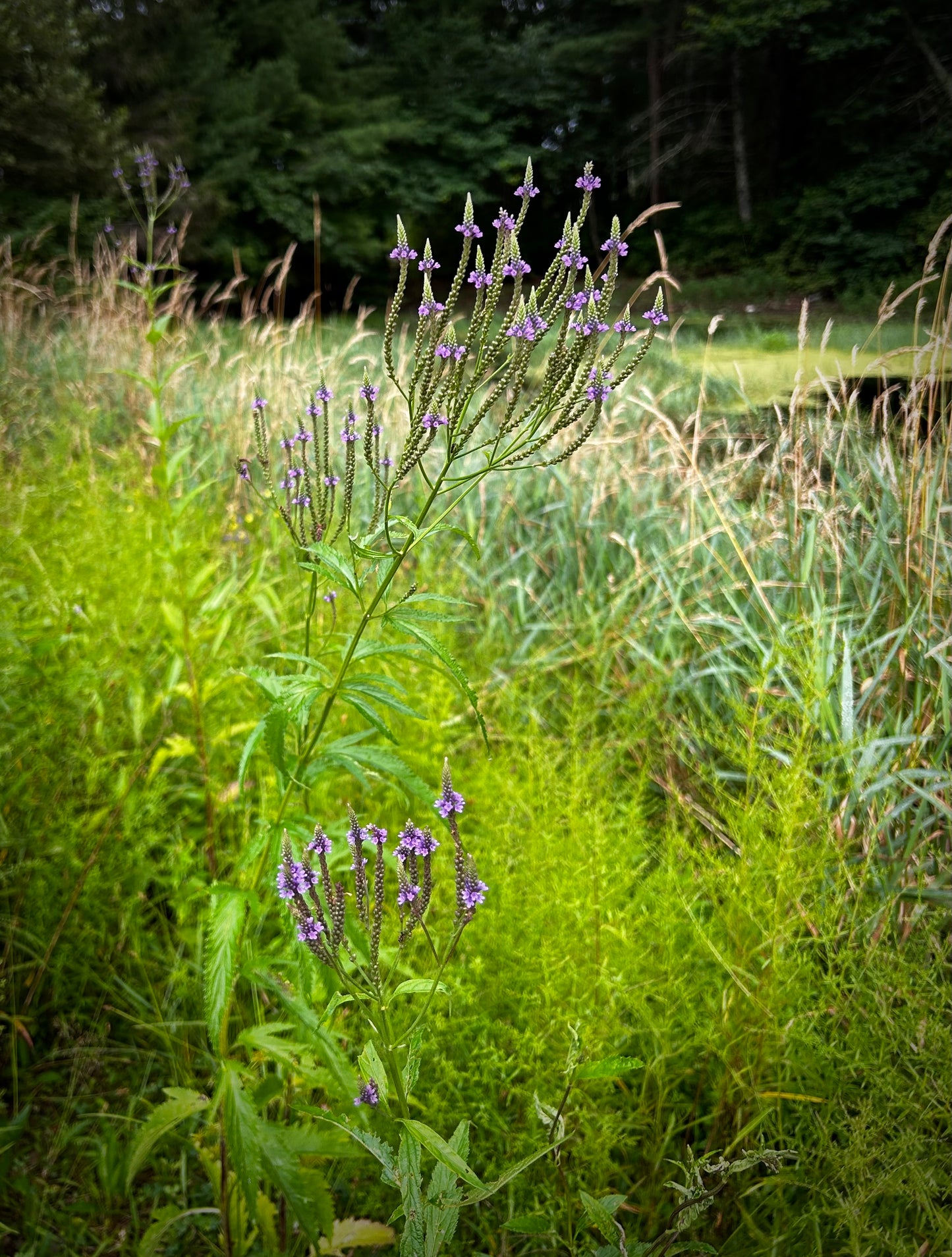 Verbena hastata