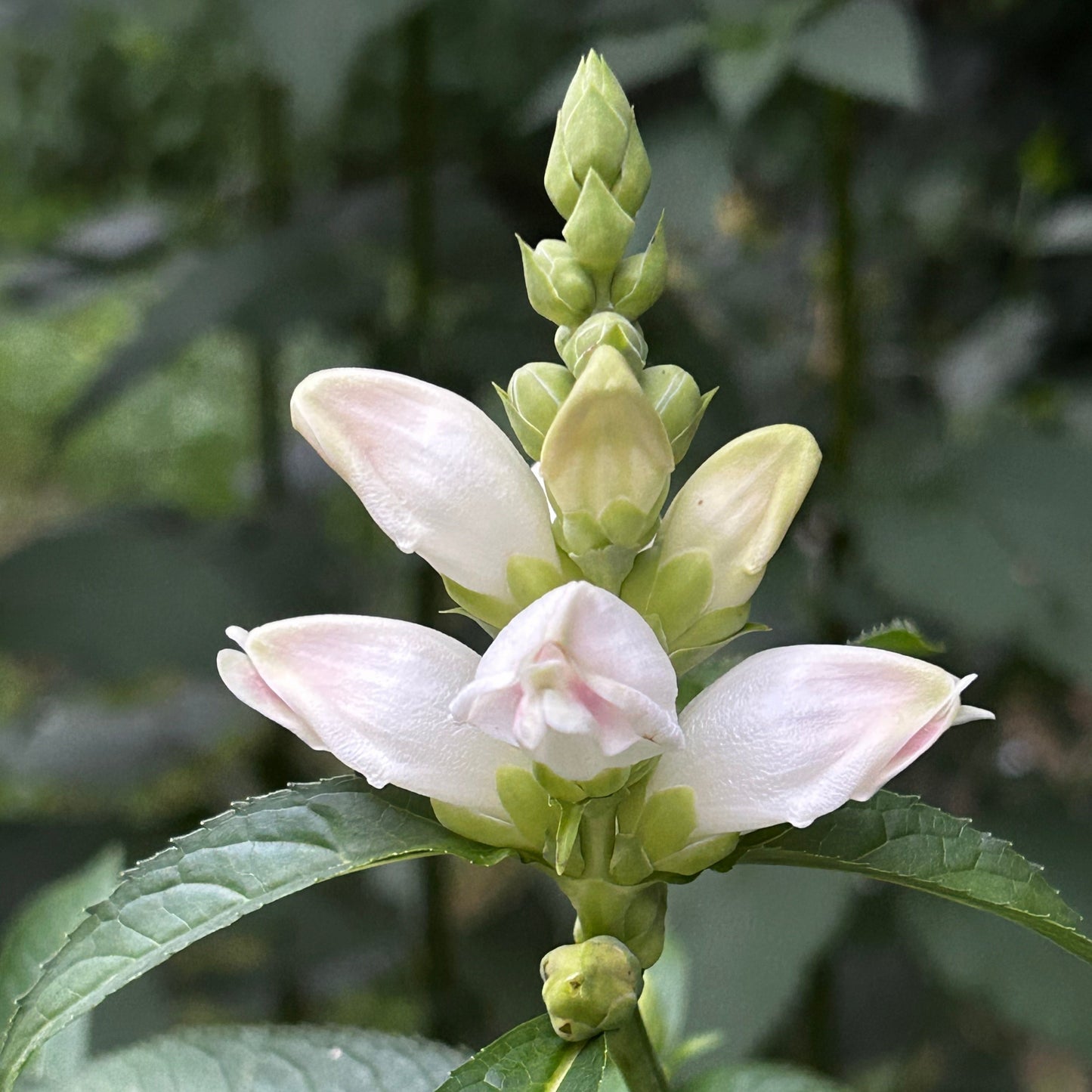 Chelone glabra - white turtlehead