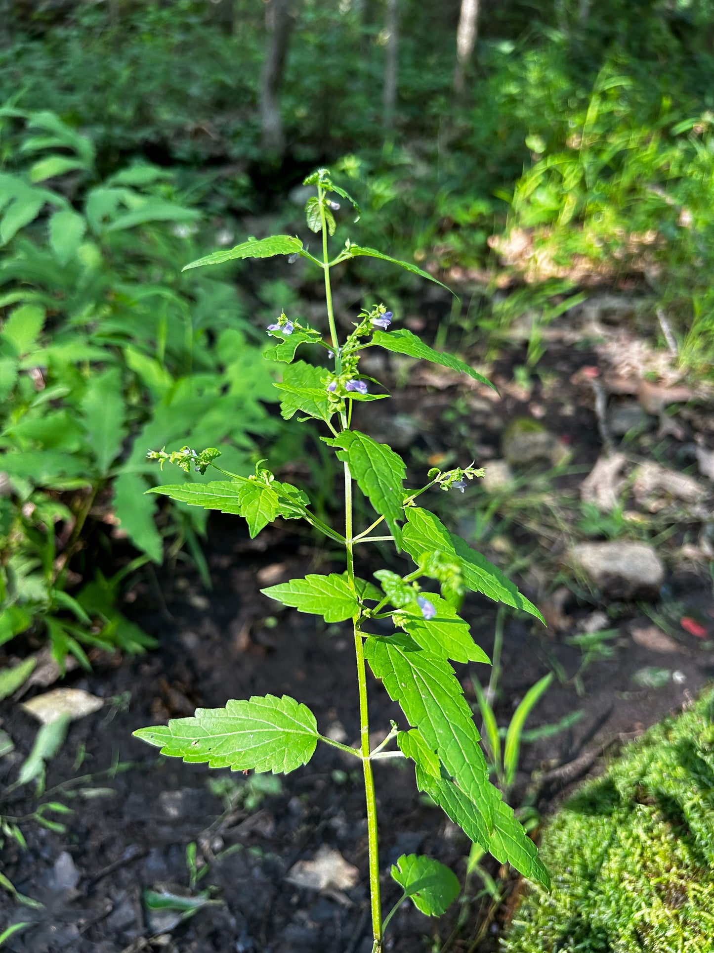 Scutellaria lateriflora