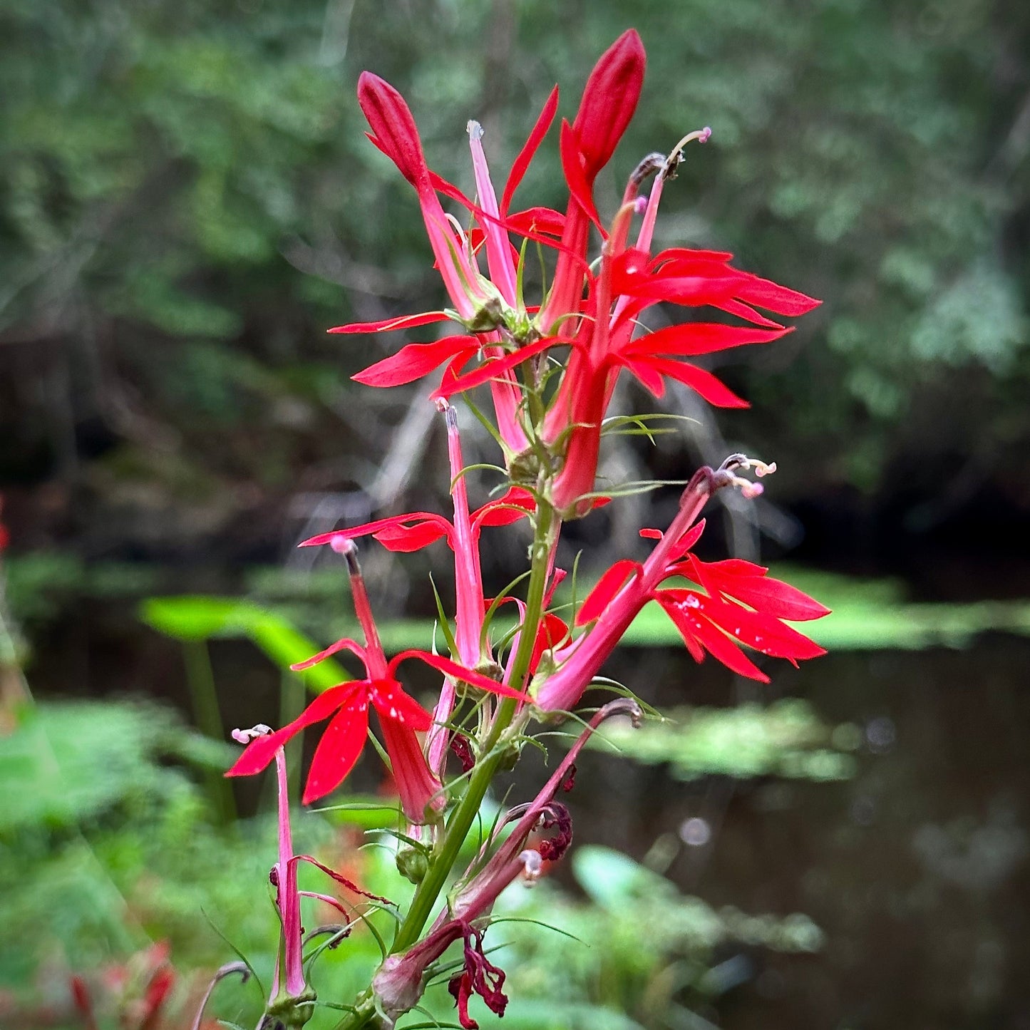 Lobelia cardinalis - cardinal flower