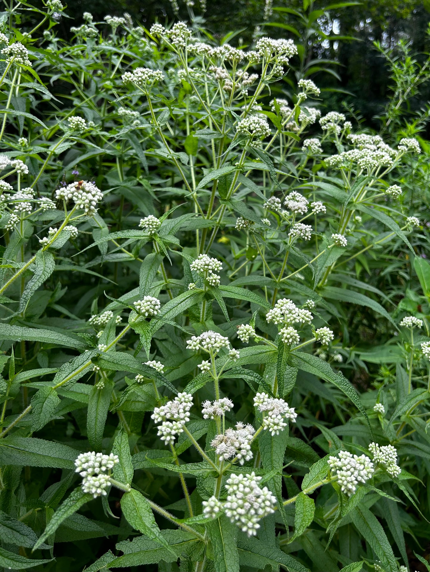 Eupatorium perfoliatum - boneset thoroughwort
