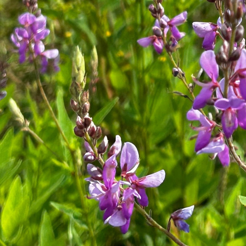 Desmodium canadense - showy tick trefoil