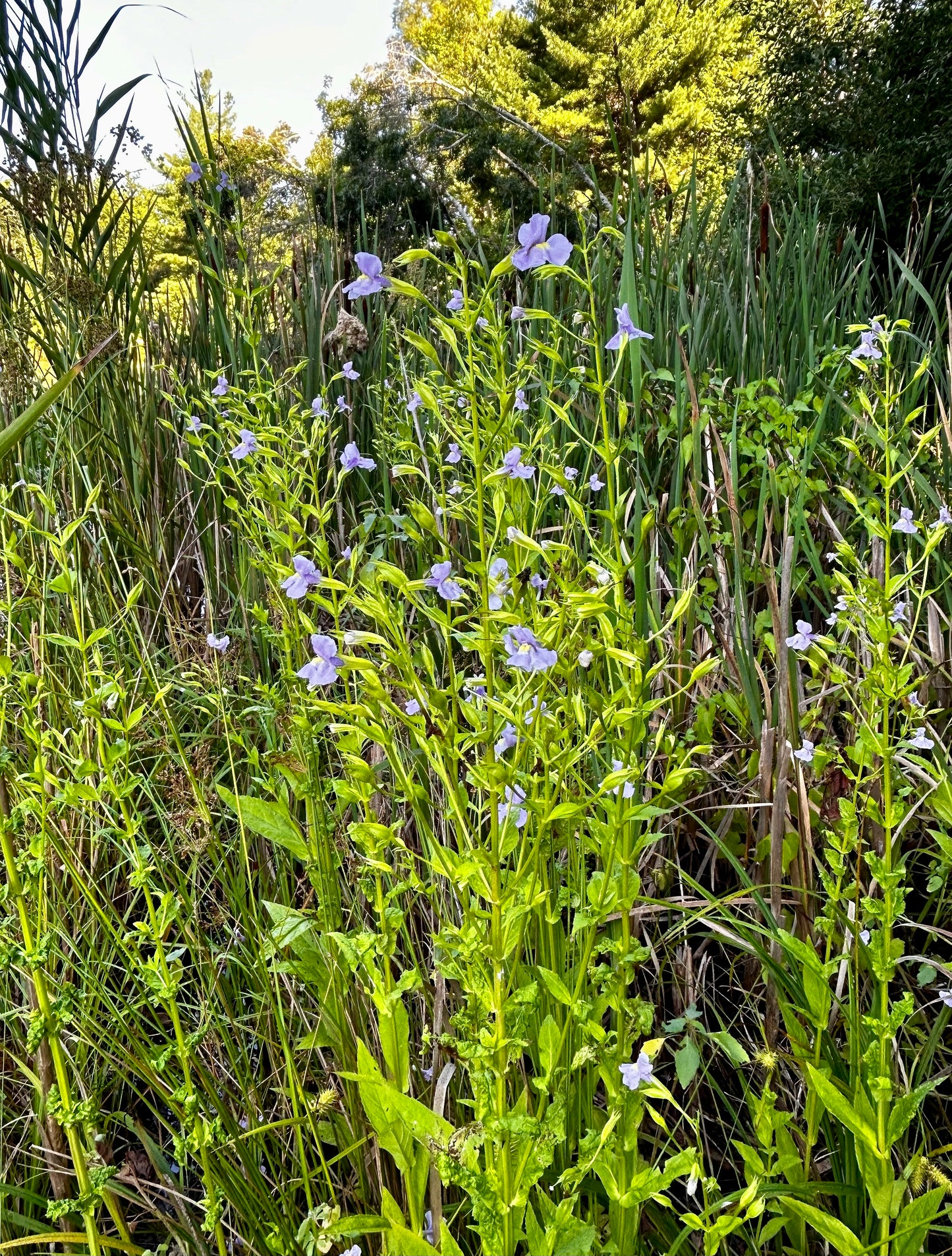 Mimulus ringens - Allegheny monkey flower