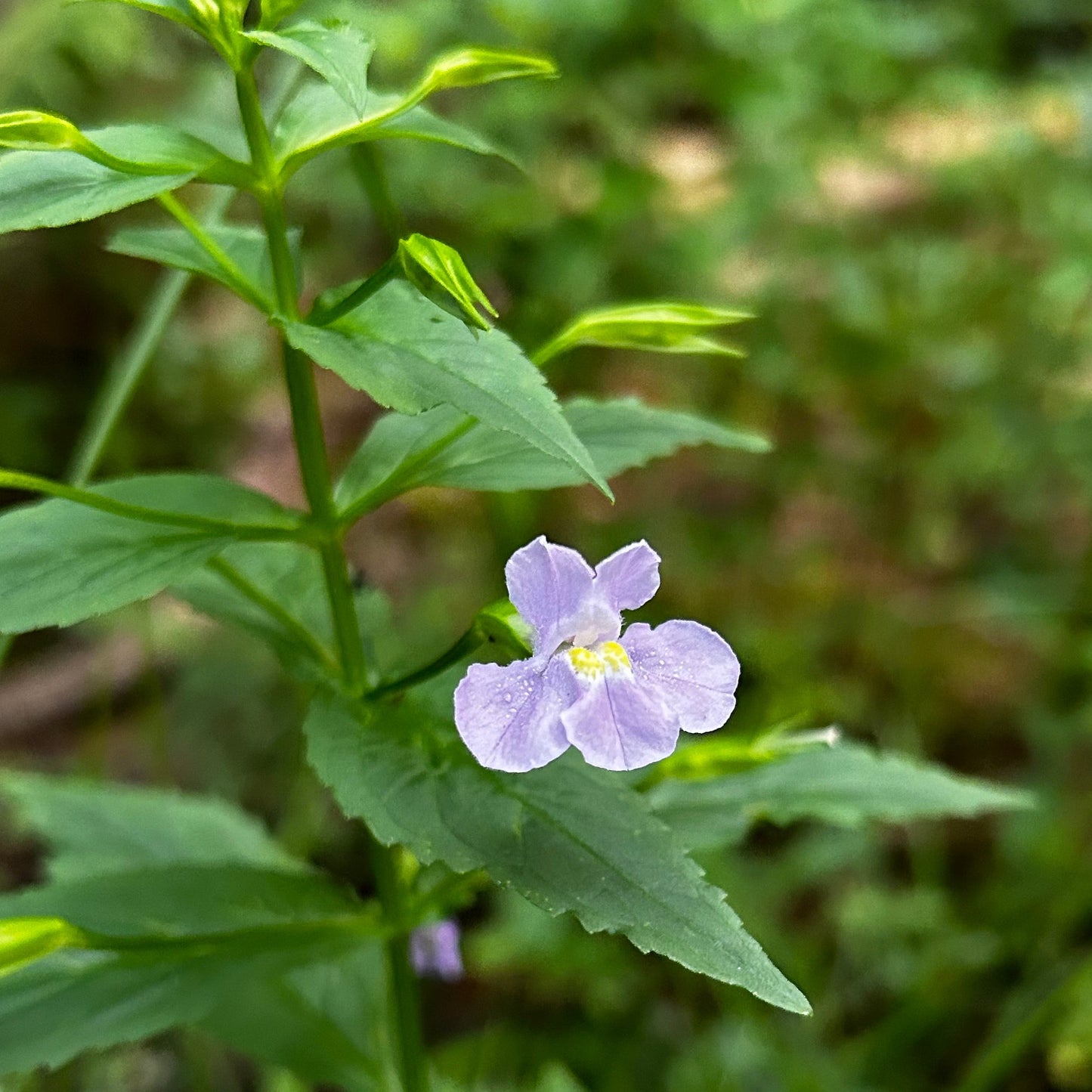 Mimulus ringens - Allegheny monkey flower