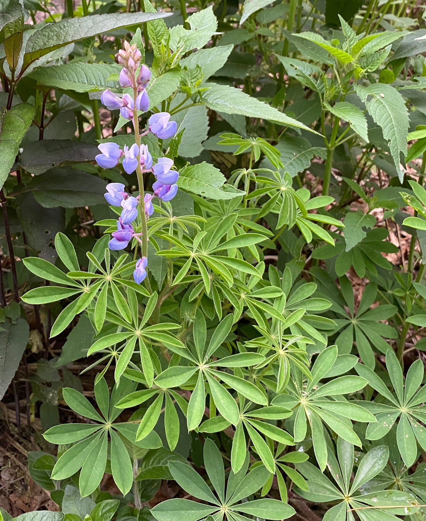 Lupinus perennis - sundial lupine