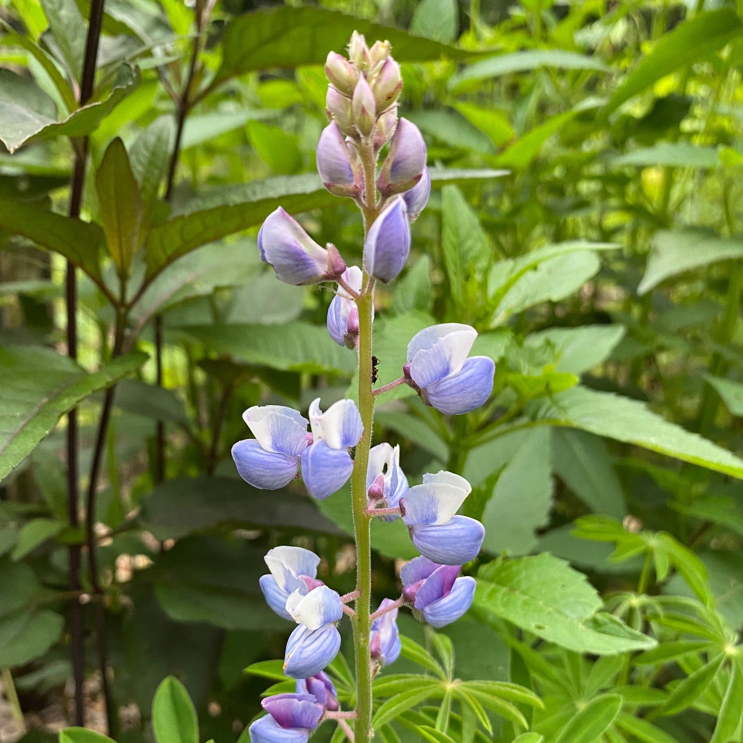 Lupinus perennis - sundial lupine